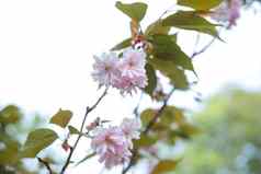 特写镜头粉红色的樱桃开花日本樱花树春天