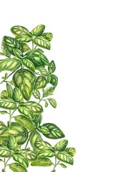 绿色罗勒叶子白色背景花束普罗旺斯的草本植物水彩插图群罗勒草本植物烹饪烹饪香料合适的传单包菜单设计