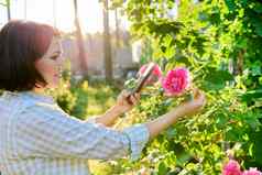 女人休息春天花园拍摄智能手机盛开的玫瑰布什