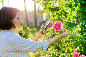 女人休息春天花园拍摄智能手机盛开的玫瑰布什