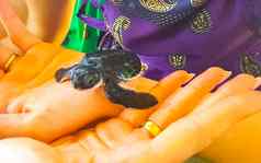 乌龟婴儿手乌龟保护中心本托塔斯里兰卡斯里兰卡
