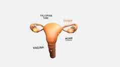 插图女生殖器官卵巢