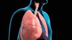 呼吸系统器官划分上呼吸束较低的呼吸束