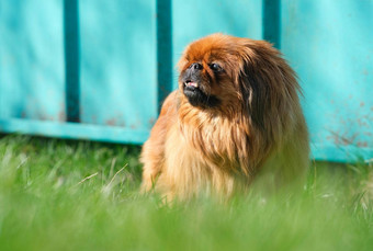 狗品种北京人的绿色草毛发粗浓杂乱的上了年纪的北京人的红色的颜色