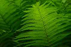 美丽的背景年轻的绿色蕨类植物叶子美丽的蕨类植物叶子绿色树叶