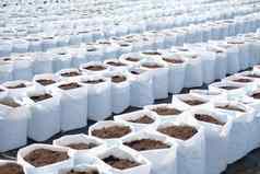 土壤肥料种植能日益增长的移植植物幼苗农场