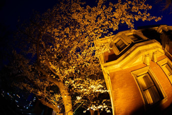 房子晚上樱桃花朵西式体系结构横滨minato,