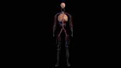 人类解剖学黑色的背景血管系统