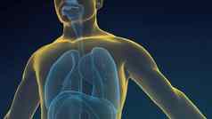 结构人类肺工作系统呼吸系统