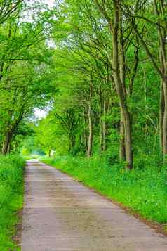 自然全景视图通路绿色植物树森林德国