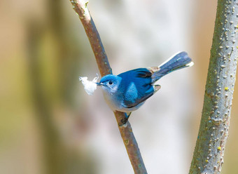 <strong>蓝</strong>色的灰色的食虫鸣禽发现巢材料栖息树