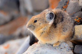 美国鼠兔小山居住哺乳动物