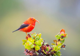 二维濒临灭绝的夏威夷蜜旋木雀鸟树