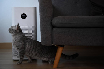 可爱的猫空气净化器木地板上生活房间空气污染概念