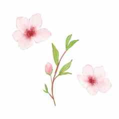 分支樱桃开花插图水彩绘画樱花孤立的白色日本花