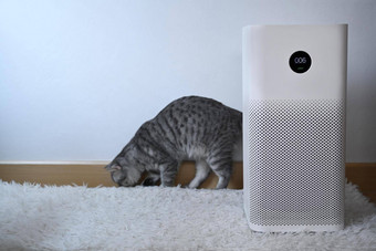 空气净化器过滤器可爱的猫生活房间空气污染概念