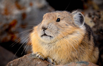 美国鼠兔小山居住哺乳动物