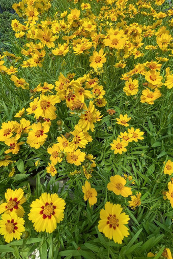 金鸡菊属开花植物家庭菊科