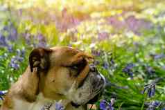 红色的英语英国斗牛犬狗舔舌头坐着蓝铃花春天热阳光明媚的一天