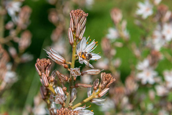 阿斯菲德勒斯阿不思·一般白花的水仙草本常年蜜蜂花蜜花