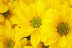 宏拍摄黛西花黄色的花瓣绿色花粉