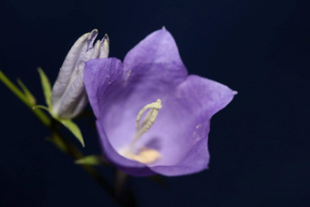 蓝色的花开花关闭时尚的植物背景风铃菱形的家庭桔梗科大大小打印高质量