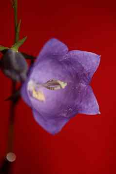蓝色的花开花关闭时尚的植物背景风铃菱形的家庭桔梗科大大小打印高质量