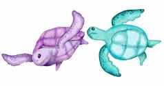 水彩插图乌龟乌龟蓝色的绿松石紫色的颜色海洋海水下野生动物动物航海夏天海滩设计珊瑚礁生活自然