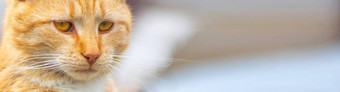 肖像红色的猫模糊背景红色的猫脸概念动物宠物橙色虎斑猫前面视图横幅复制空间网站