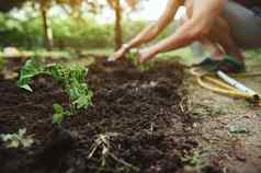 焦点新鲜种植番茄幼苗黑色的土壤模糊背景农民困扰地面种植树苗开放蔬菜花园