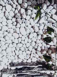 垂直装饰石头砖墙纹理站大小的形状美丽的自然壁纸浪漫的简单的摘要难看的东西白色光灰色阴影背景绿色艾薇植物叶子成长