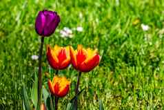 色彩斑斓的郁金香紫色的橙色系光孤立的前面草地春天