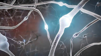 介绍大脑冲动神经元系统转移脉冲生成
