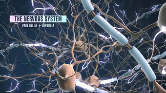 神经生物学紧张系统细胞