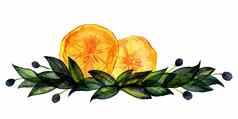 橄榄柑橘类花植物作文