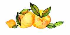 柑橘类水果作文水彩