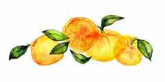 柠檬橄榄水彩花束