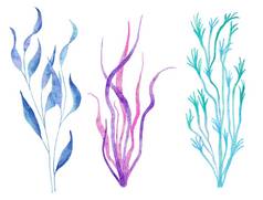 水彩插图海藻植物蓝色的绿松石紫色的颜色海洋海水下野生动物动物航海夏天海滩设计珊瑚礁生活自然藻类粉红色的螺旋藻