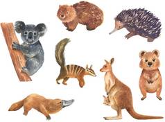 集澳大利亚动物水彩插图孤立的白色背景可爱的手画袋鼠考拉袋熊短尾矮袋鼠澳大利亚一天
