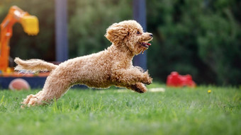 小贵宾犬移动快绿色草地照片停止狗跳运动空气夏天绿色自然背景孩子们的操场上