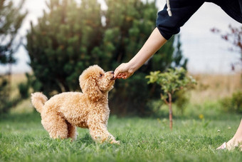 棕色（的）贵宾犬小小<strong>狗</strong>toypoodle品种可爱的<strong>狗</strong>好朋友<strong>狗</strong>游戏<strong>狗</strong>培训朋友小<strong>狗</strong>奖