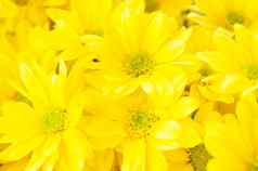 特写镜头拍摄群黛西花黄色的花瓣绿色花粉
