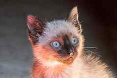 蓝色的眼小狗猫头盯着好奇的可爱的小猫
