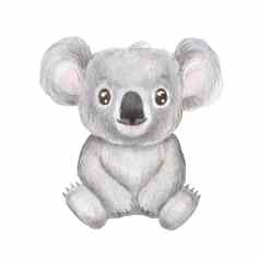 可爱的肖像考拉卡通风格画澳大利亚婴儿孤立的白色背景丛林动物坐着