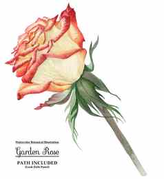 现代水彩植物插图cream-red玫瑰