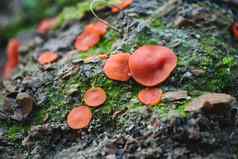 橙色皮真菌aleuria橘黄色的日益增长的莫斯岩石森林