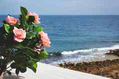 粉红色的玫瑰阳台海滩场景背景蓝色的天空