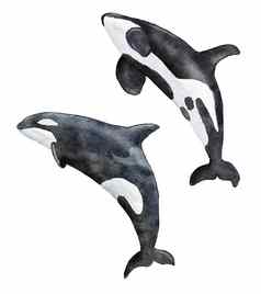水彩手画插图杀手鲸鱼虎鲸海洋濒临灭绝的物种海海洋野生动物白色黑色的鲸鱼生态环境