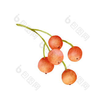 水彩插图罗<strong>文明</strong>亮的红色的分支浆果手画秋天植物孤立的白色背景