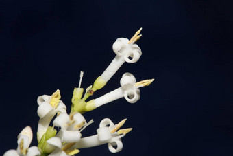 白色花开花关闭植物现代背景ligustrum俗家庭木犀科大大小高<strong>质量</strong>打印墙<strong>海报</strong>